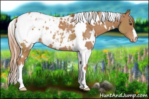 Horse Color:White Spotted Chestnut Blanket 