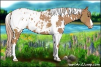 Horse Color:White Spotted Chestnut Blanket 