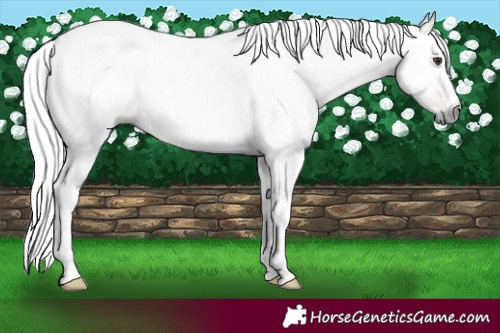 Horse Color:Gray White Spotted Liver Chestnut 