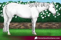 Horse Color:Gray White Spotted Liver Chestnut