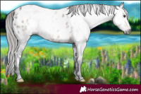 Horse Color:Gray White Spotted Liver Chestnut Appaloosa 