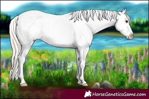 Horse Color:White Spotted Silver Smoky Black Sabino Appaloosa 