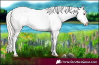 Horse Color:White Spotted Silver Smoky Black Sabino Appaloosa 