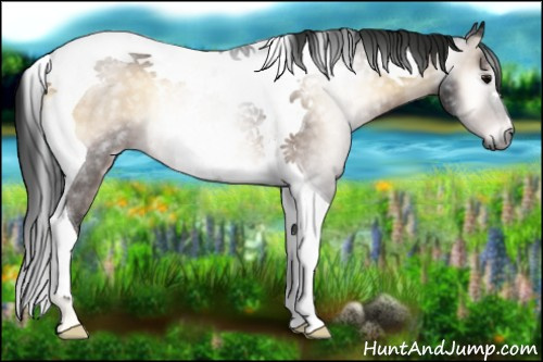 Horse Color:Gray Brown Onyx Tobiano Rabicano 