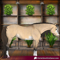 Horse Color:Bay Dun  and Buckskin Dun 