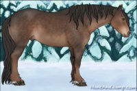 Horse Color:Liver Chestnut 