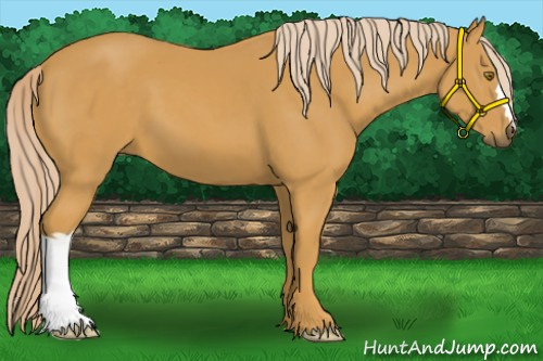 Horse Color:Palomino 