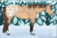 Horse Color:Bay Dun Sabino Appaloosa Rabicano 