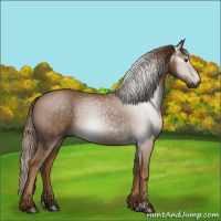 Horse Color:Gray Chestnut 
