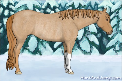 Horse Color:Red Roan Rabicano 