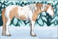 Horse Color:Gold Champagne Splash Tobiano Rabicano 