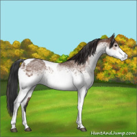 Horse Color:White Spotted Bay Tobiano