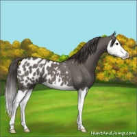 Horse Color:Grullo Splash Appaloosa 