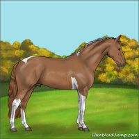 Horse Color:Chestnut Tobiano