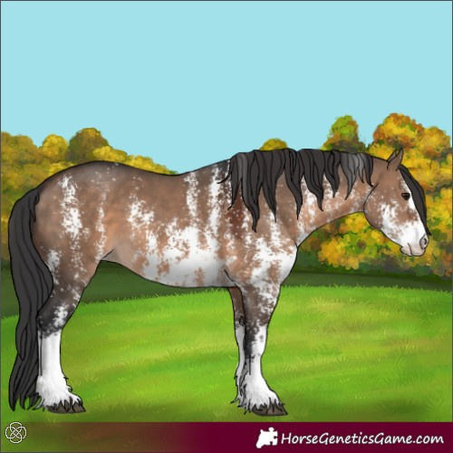Horse Color:Brown Dun Sabino 