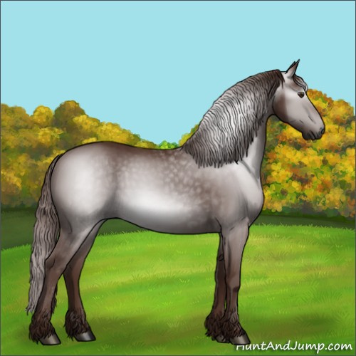 Horse Color:Gray Chestnut 