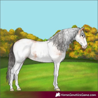 Horse Color:White Spotted Bay 