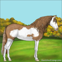 Horse Color:Chestnut Splash Frame