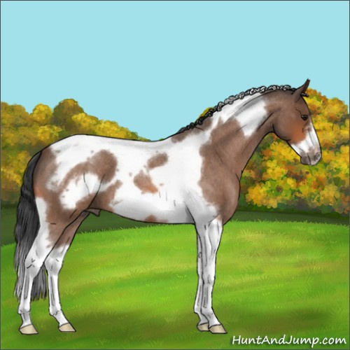 Horse Color:Bay Roan Tobiano Frame