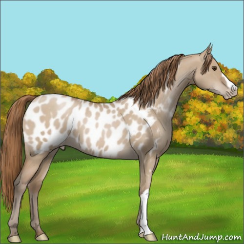 Horse Color:Grullo Pearl Near Leopard