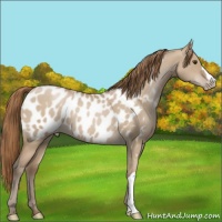 Horse Color:Grullo Pearl Appaloosa 
