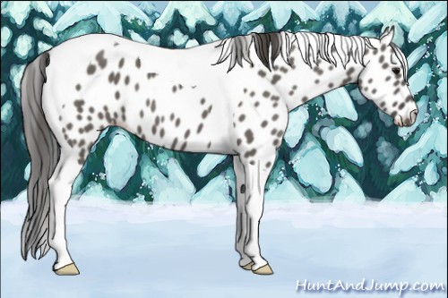 Horse Color:Grullo Tobiano Appaloosa 