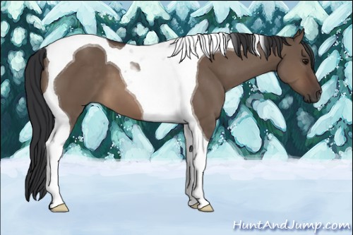 Horse Color:Brown Dun Tobiano 