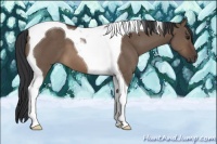 Horse Color:Brown Dun Tobiano 