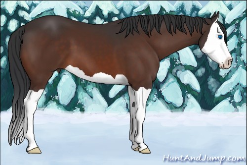 Horse Color:Brown Splash 