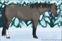 Horse Color:Grullo 