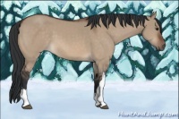 Horse Color:Brown Dun 