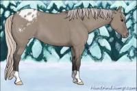 Horse Color:Silver Grullo Appaloosa 