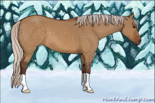 Horse Color:Silver Buckskin Dun 