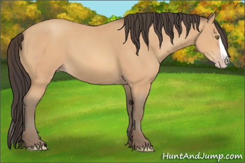 Horse Color:Amber Champagne Splash 