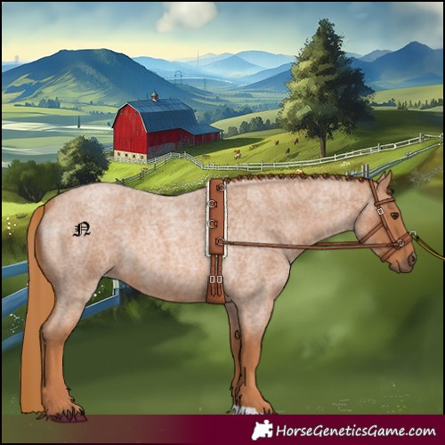 Horse Color:Red Roan 