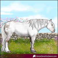 Horse Color:Gray White Spotted Silver Black Pearl Rabicano 