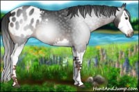 Horse Color:Gray Liver Chestnut Splash Appaloosa 