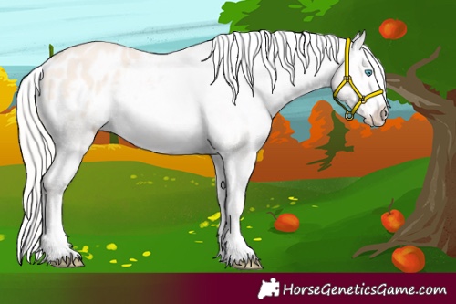 Horse Color:Cremello Dun Appaloosa