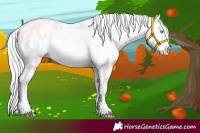 Horse Color:Cremello Dun Appaloosa 