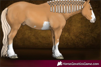 Horse Color:Palomino 