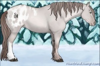Horse Color:Platinum Liver Red Dun Pearl Appaloosa