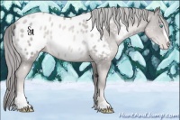 Horse Color:Platinum Chocolate Palomino Pearl Sabino Blanket