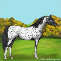 Horse Color:Black Near Leopard 