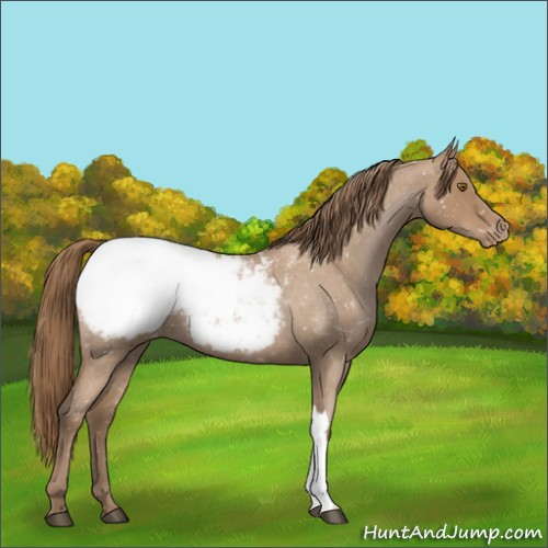 Horse Color:Blue Roan Pearl Appaloosa 