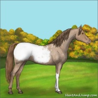 Horse Color:Blue Roan Pearl Appaloosa 
