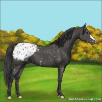 Horse Color:Black Appaloosa
