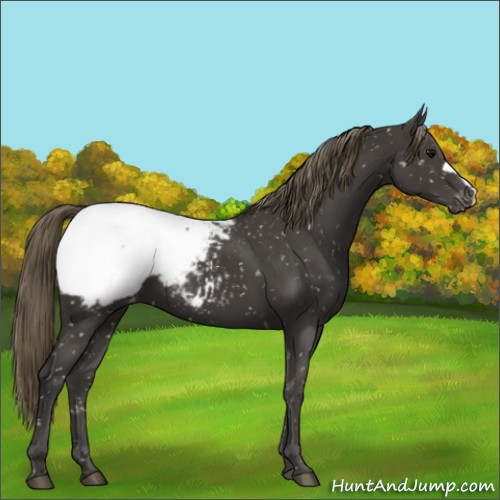 Horse Color:Smoky Black Appaloosa