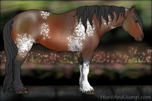 Horse Color:White Spotted Bay 