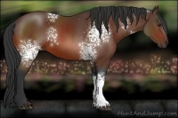 Horse Color:White Spotted Bay 
