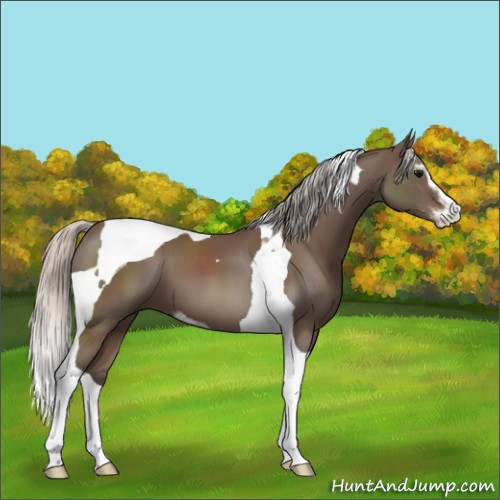 Horse Color:Silver Black Sabino Tobiano